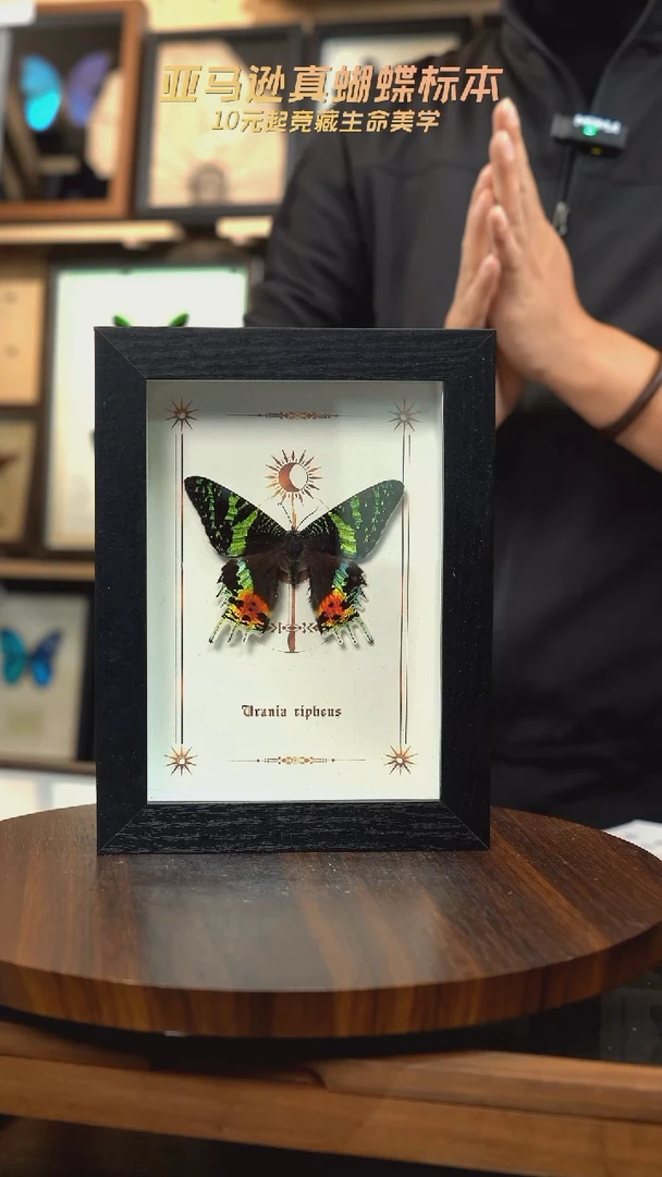 太阳蛾图腾款7寸竖框