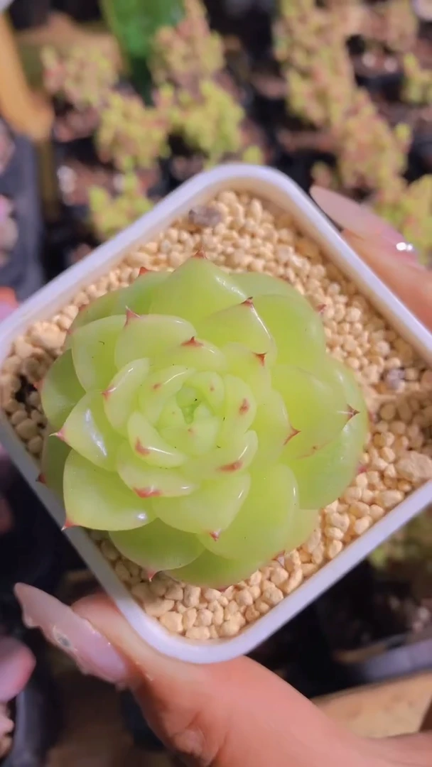 1111-杜若珍妮（量拍）