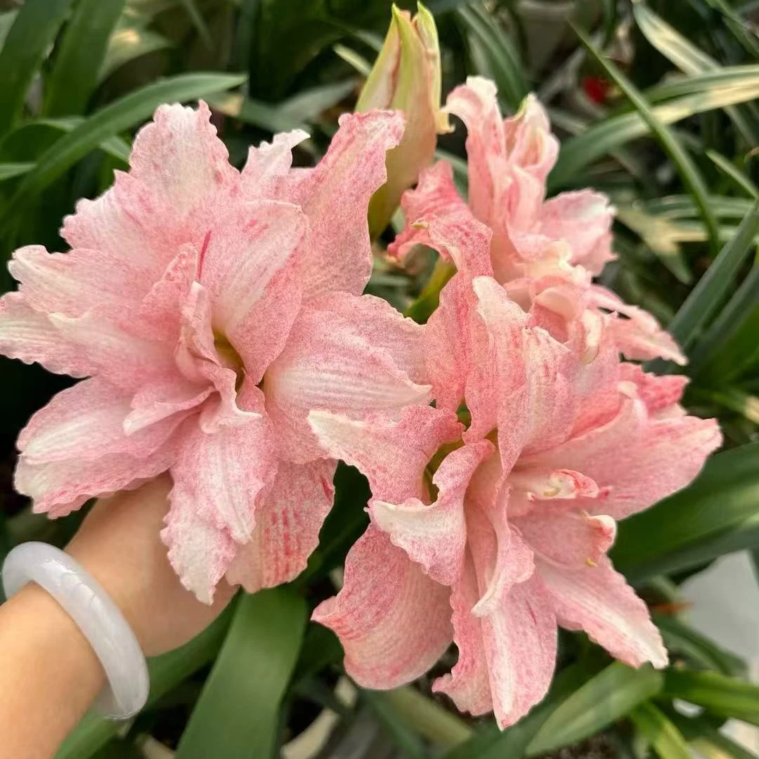 台朱朱顶红 气质美女朱顶红种球 大花重瓣