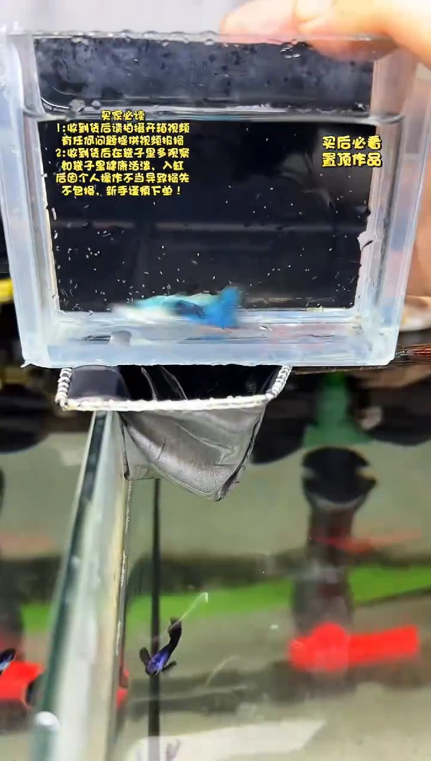 孔雀鱼无怨孔雀鱼