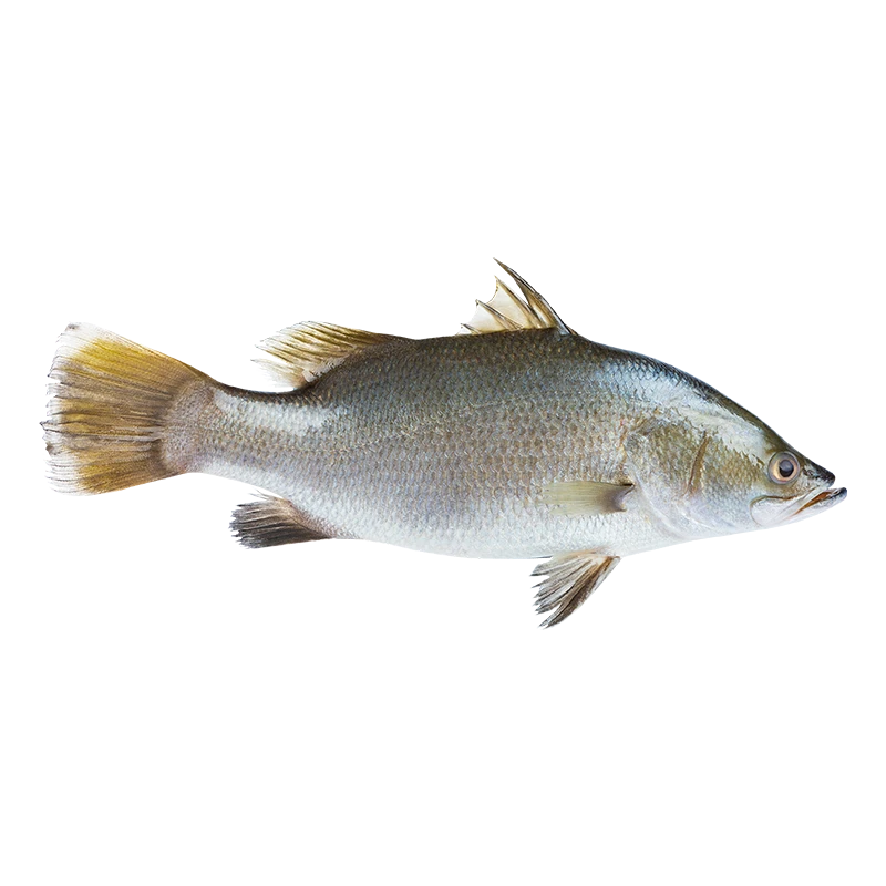 鲜活河鲈鱼 杀前约450-500g/条~默认宰杀（去鳞去鳃去内脏）