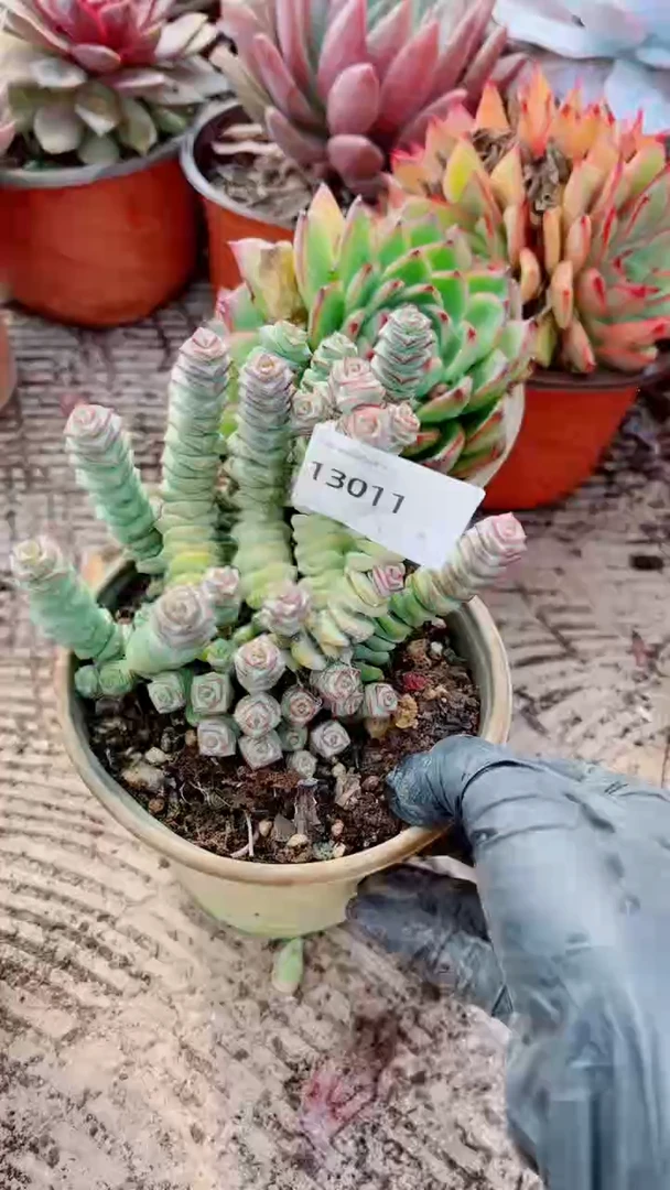 艾*多肉植物一物一拍13011