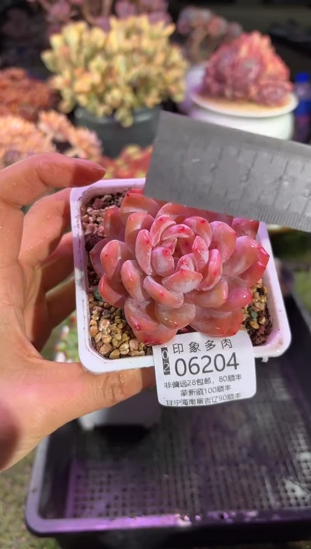 【闪购商品】06204