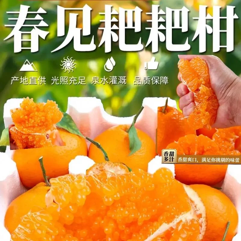 正宗四川蒲江春见耙耙柑橘子粑粑柑丑橘应季新鲜水果