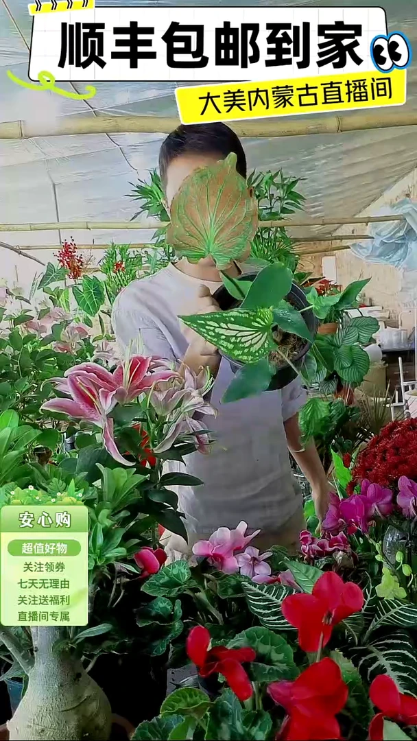 完全开放观叶彩叶
