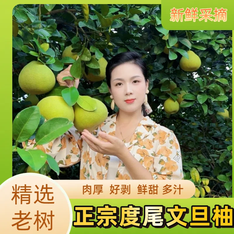 福建度尾文旦柚新鲜当季水果酸甜多汁