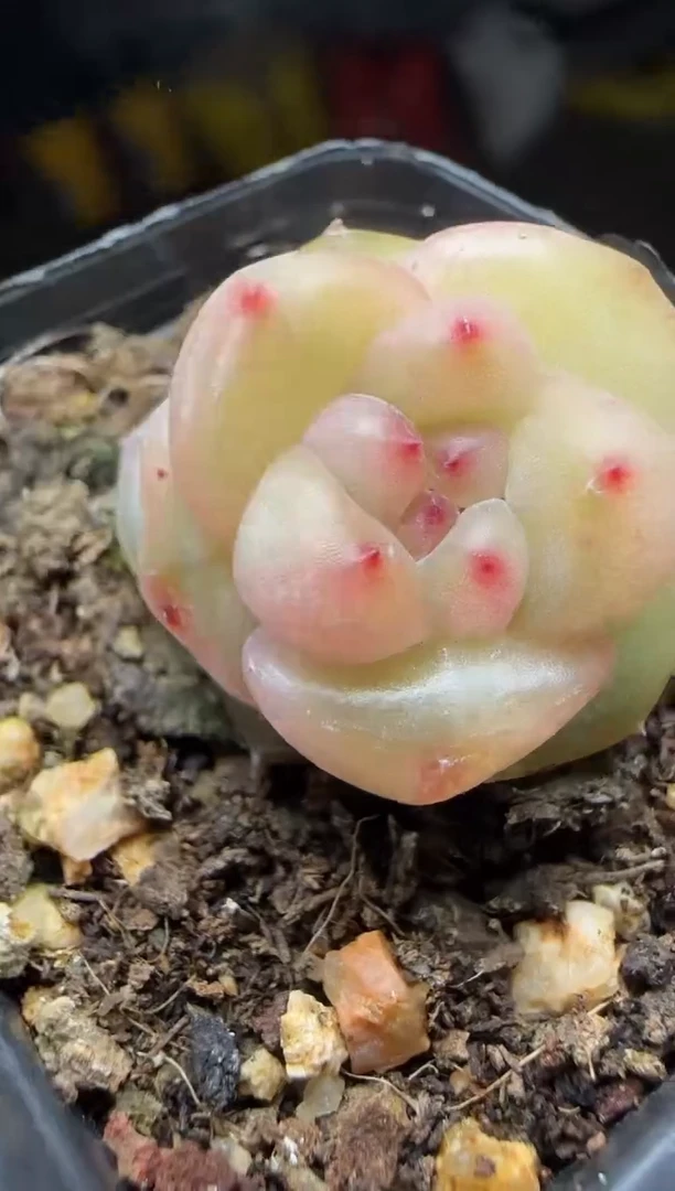 【闪购商品】一物一拍0116—102