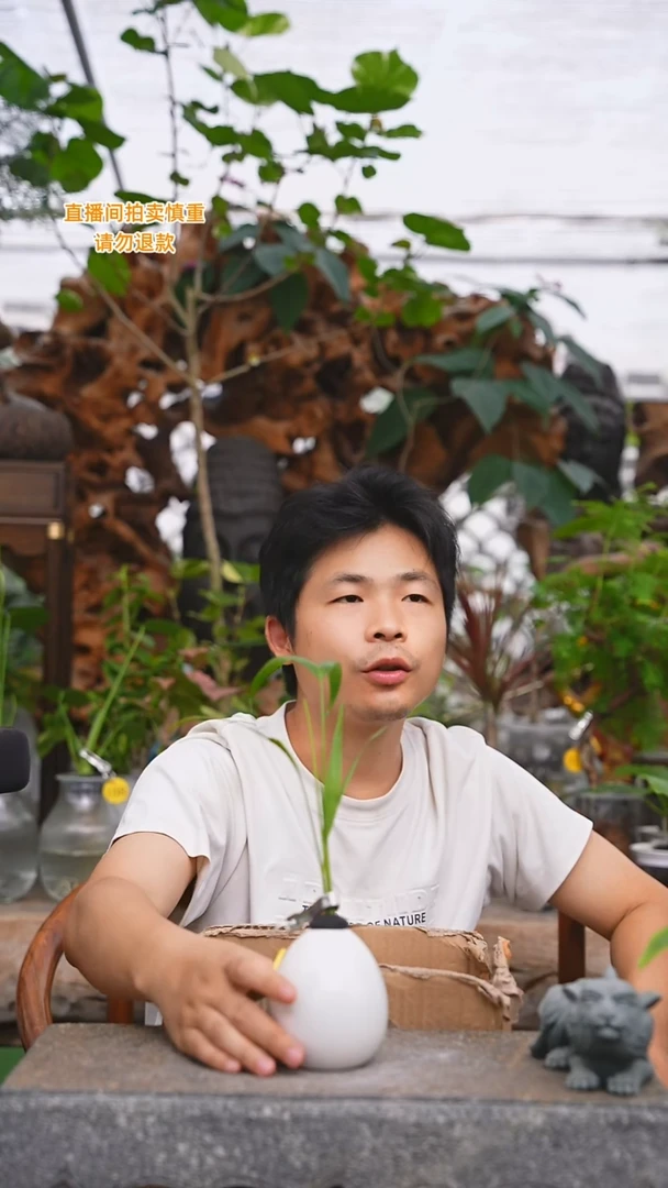 当前无花栽培后可以开花夏威夷007+