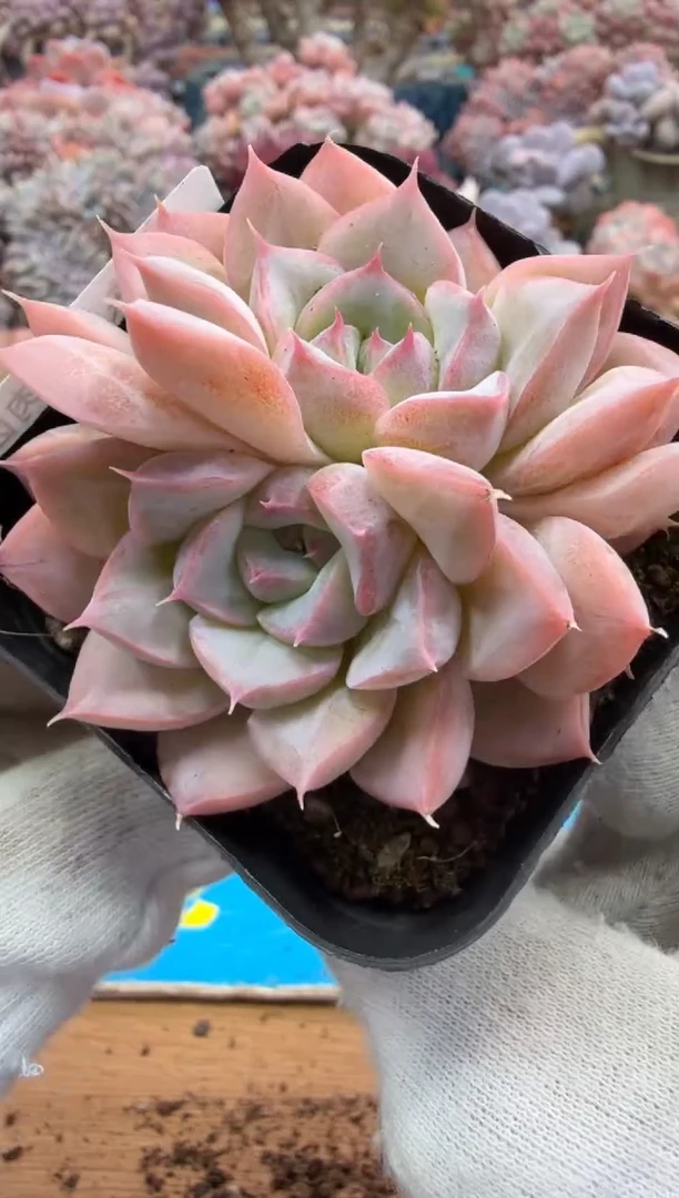 东云多肉园二店-464