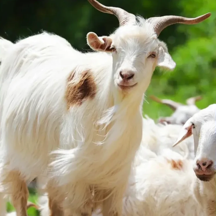 脱口福【全羊大礼包】黄河滩羊去皮羊新鲜现宰红烧烧烤冷链包邮发货