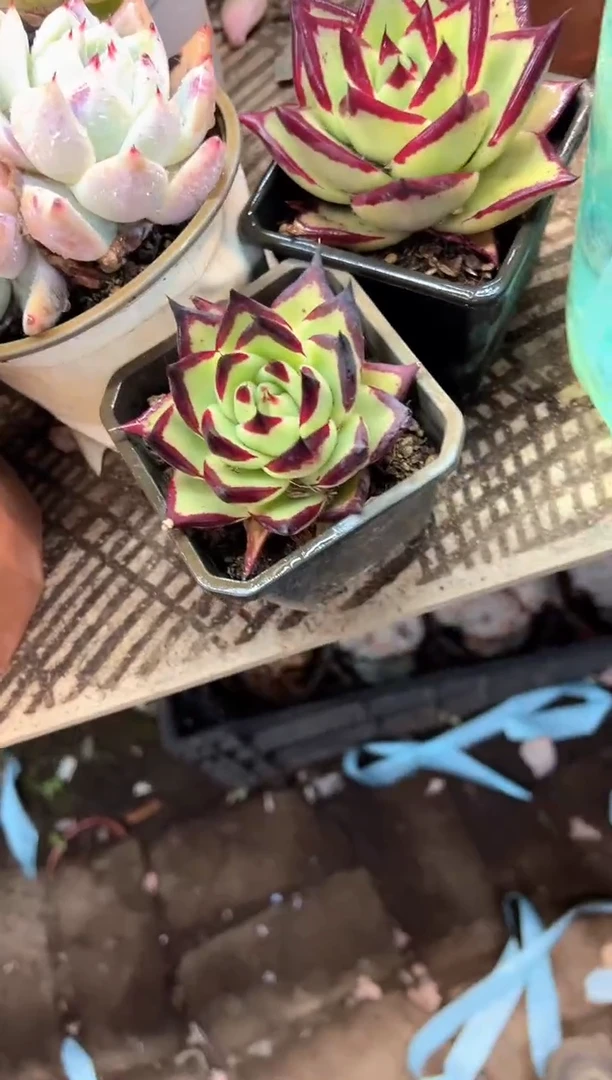 放**我多肉植物一物一拍03513