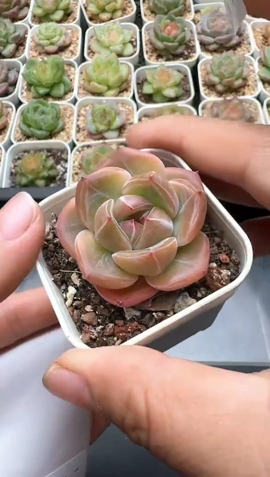 429F云禹多肉植物 默认脱土纸巾打包 3颗包邮