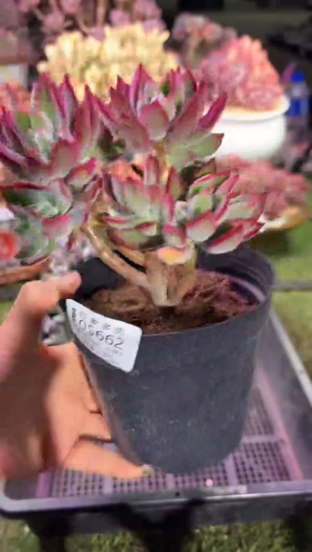 【闪购商品】05662