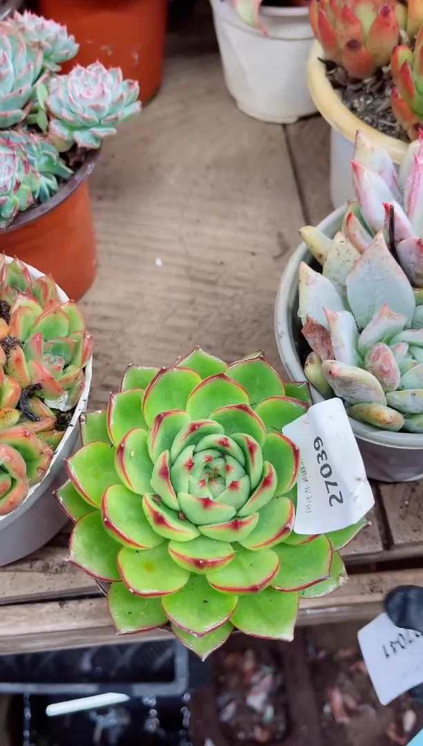 淡*27041多肉植物一物一拍