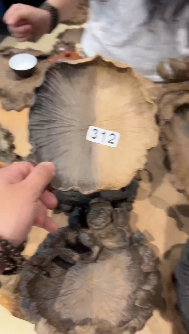 木七*312乌木润楠小果盘