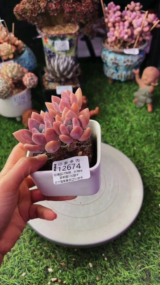 昆明印象多肉12674