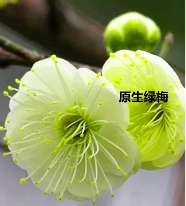 【原生绿梅】梅花盆栽懒人植物 容易养护