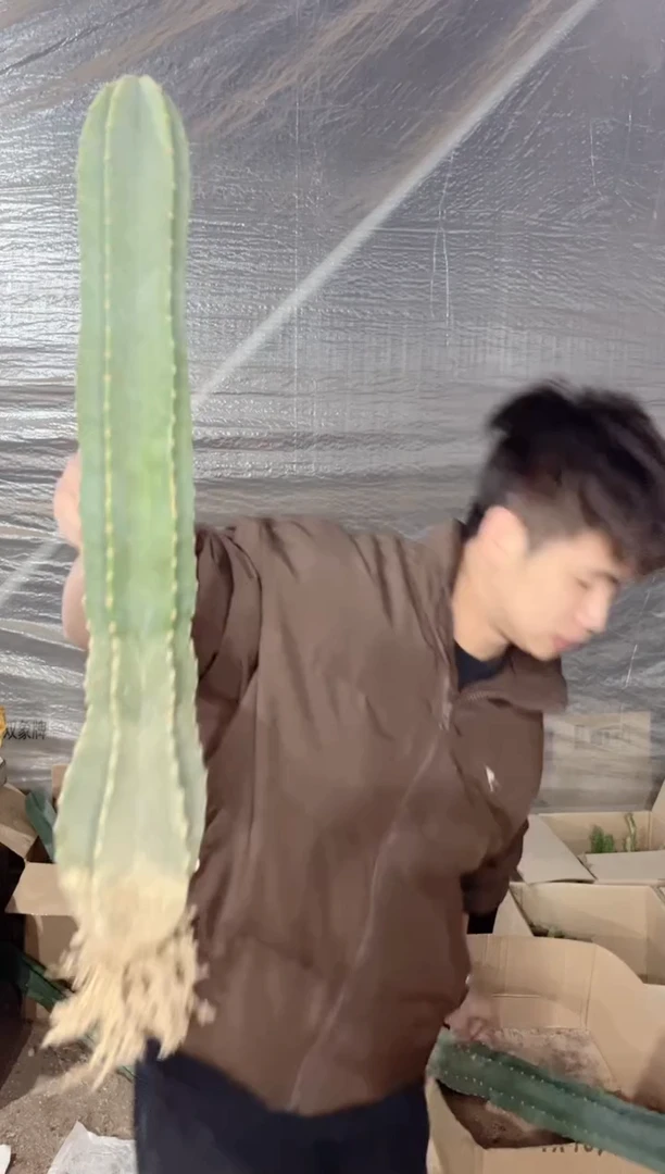 【闪购商品】【带根】40cm 量天尺