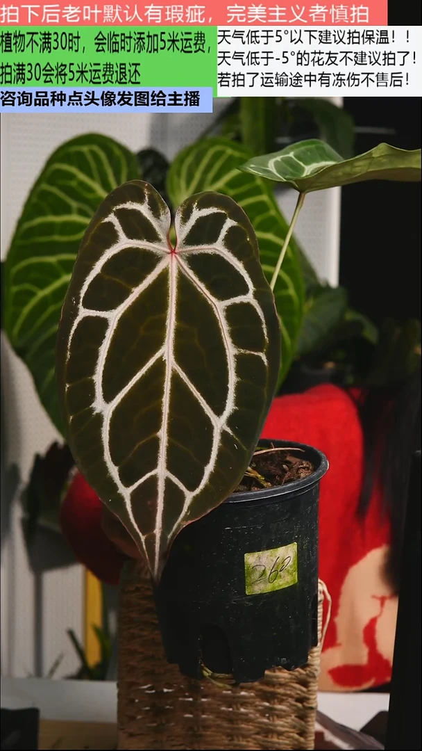 不开花植物红钻石