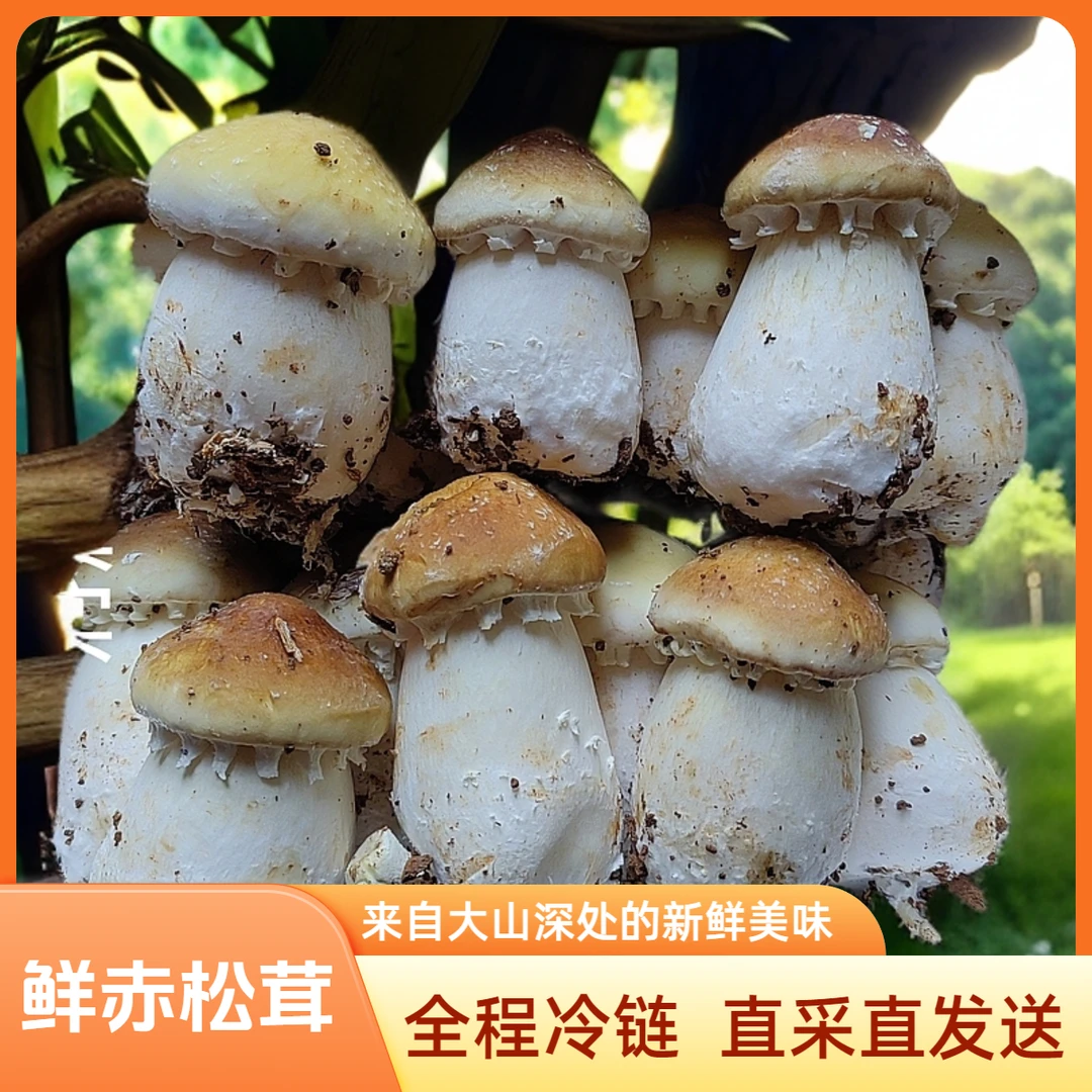 （大菇两斤装）四川新鲜赤松茸优选菌菇煲汤火锅食材顺丰直达