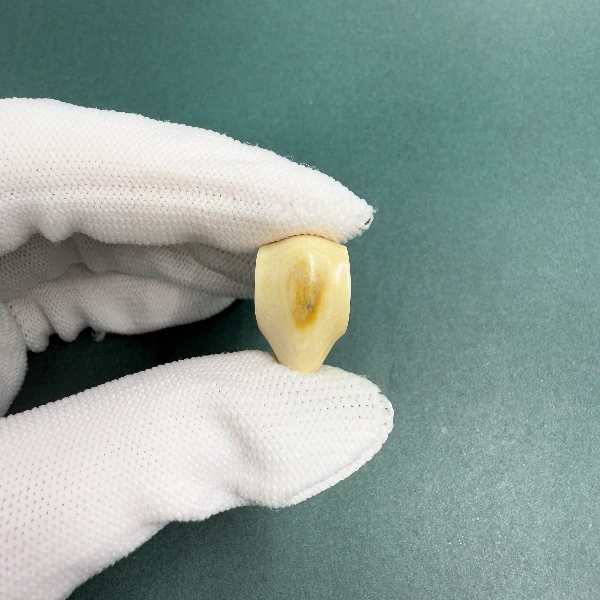 H5475天然猛犸牙 蓝眼 鲨鱼背三通 支持鉴定 假一罚四