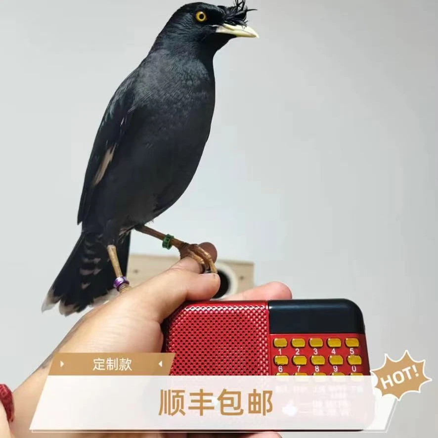 可爱语言天才（黑林八原物）
