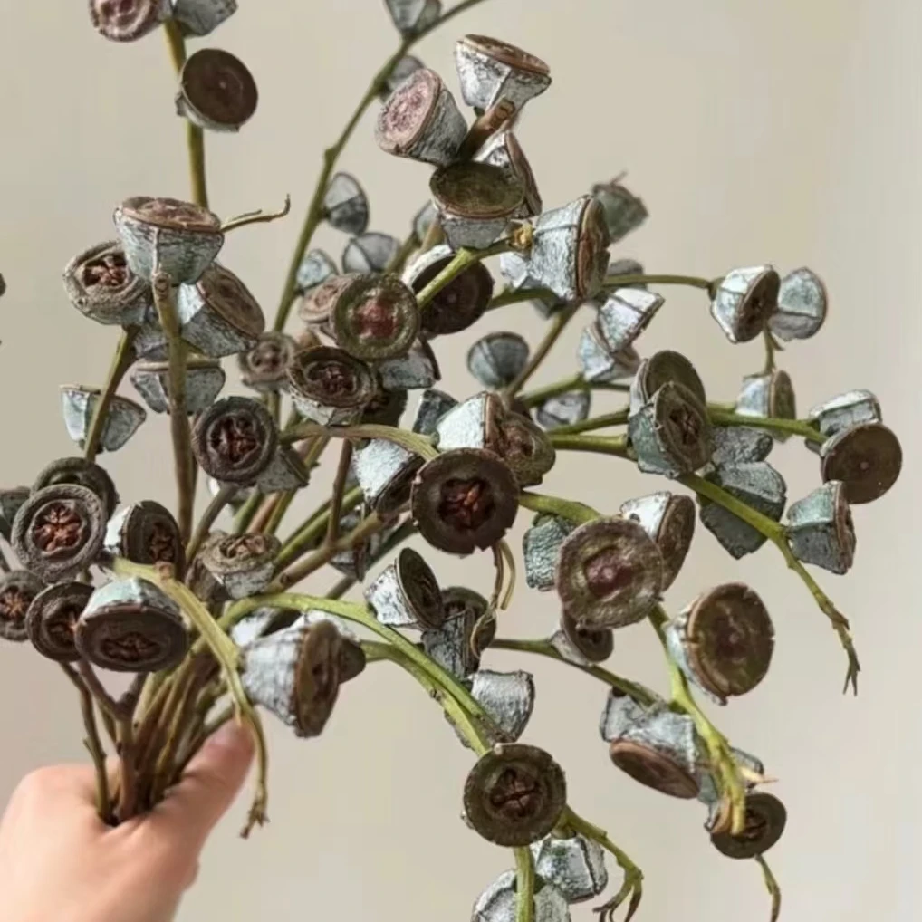 尤加利果老果 (1扎4-6枝) 做干花 云南鲜花直发