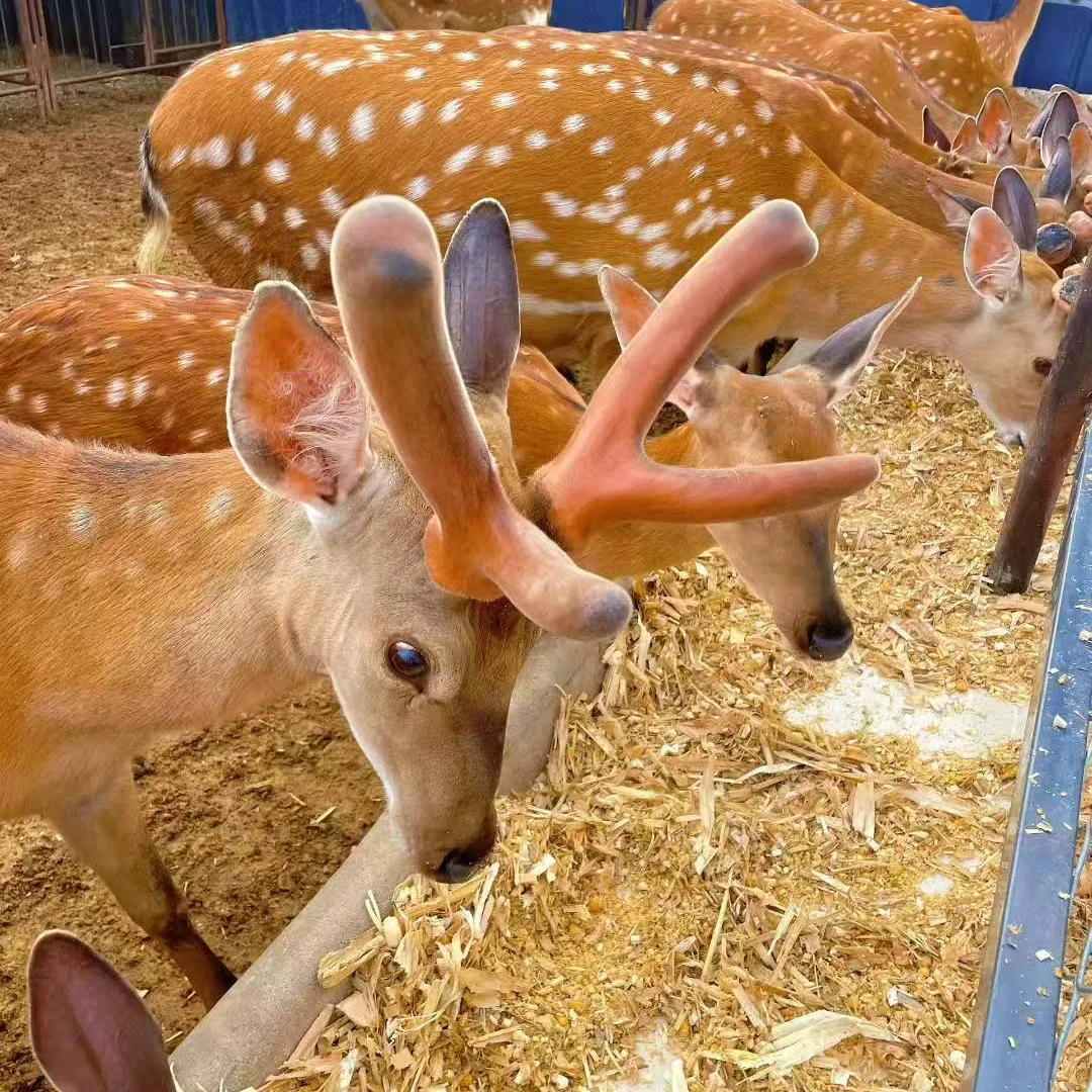 东北鹿乡特产枝新鲜营养可泡酒煲汤-实物以直播为主