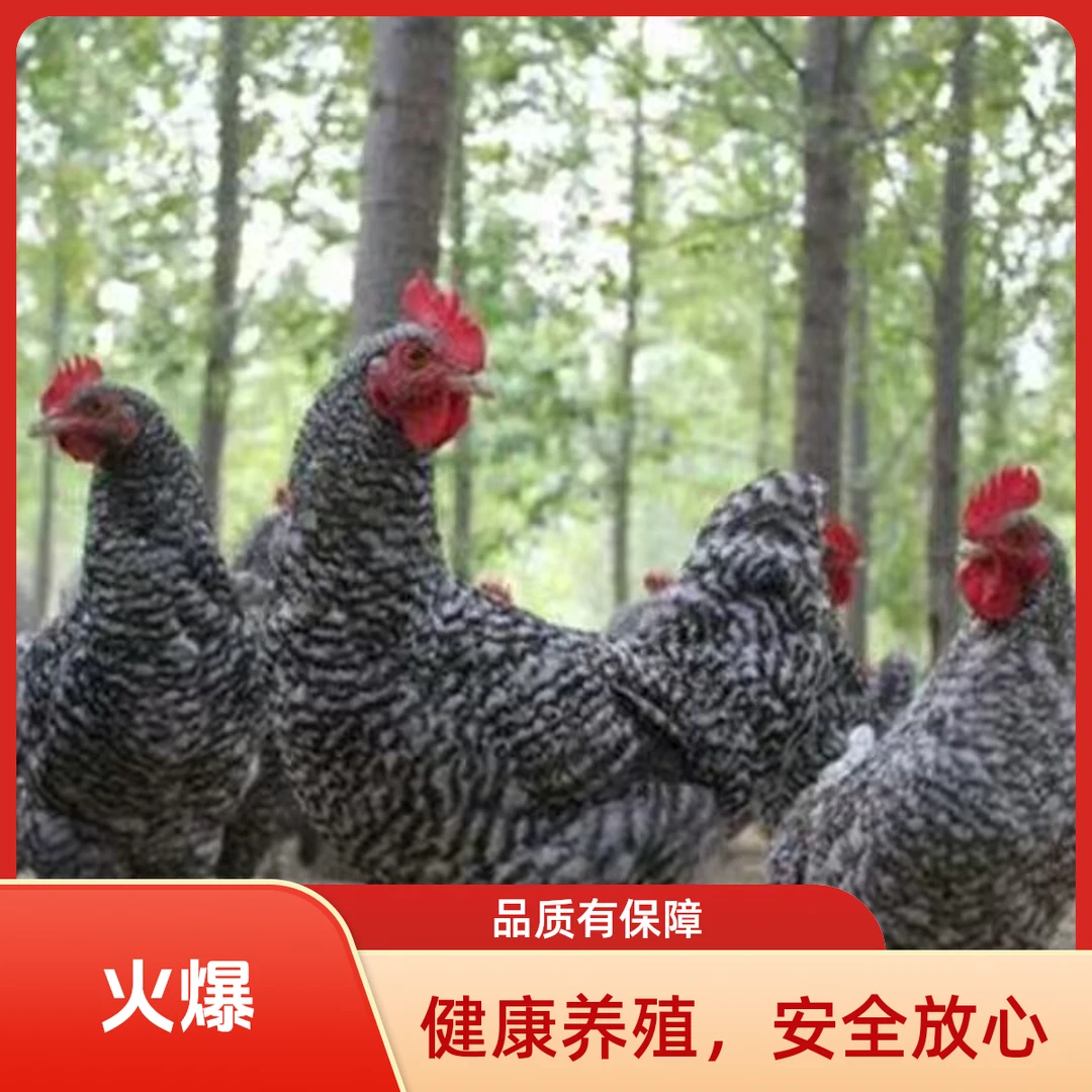 宠物鸡芦花鸡三斤以上发货好喂养