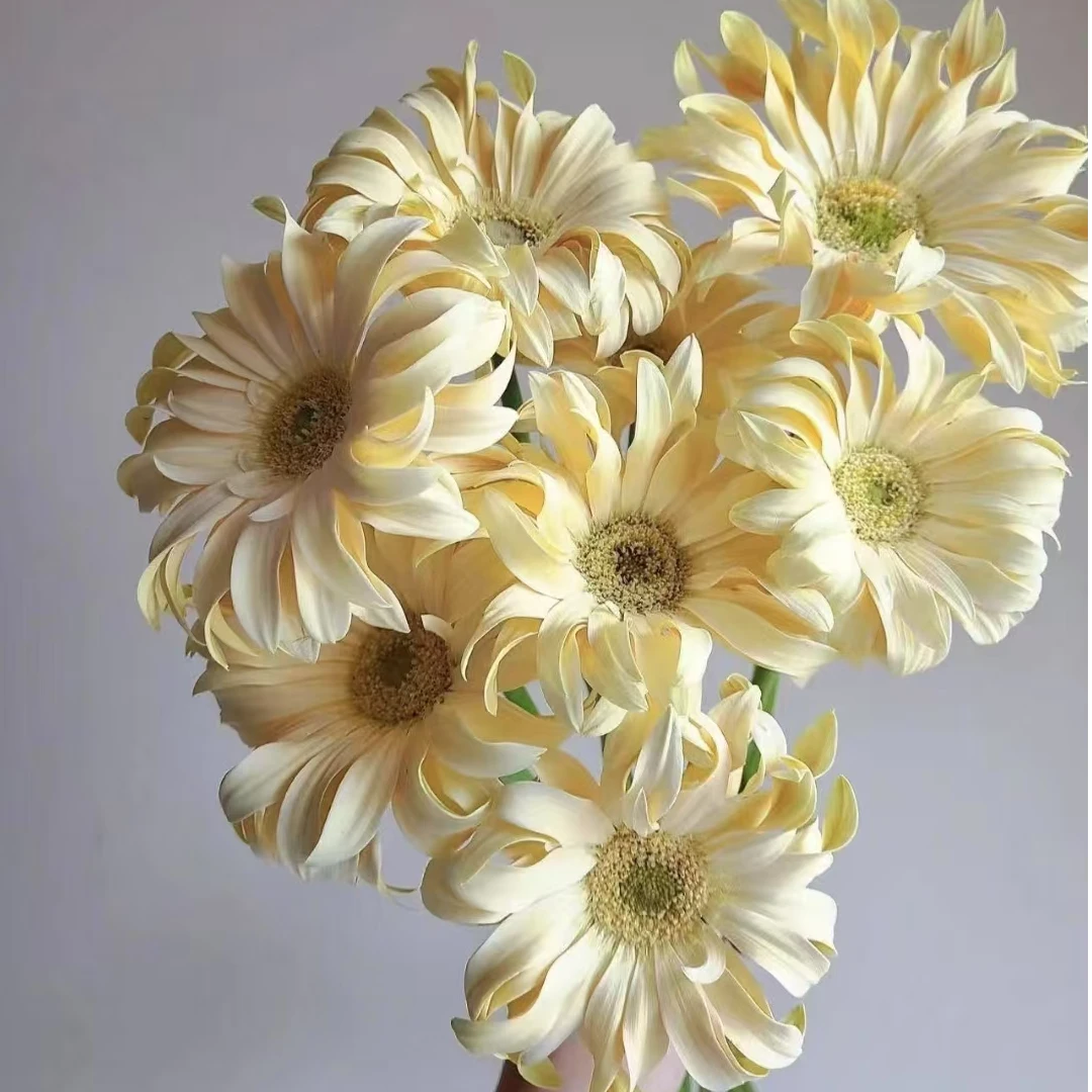 【一品花集】【香格里拉】非洲菊10支