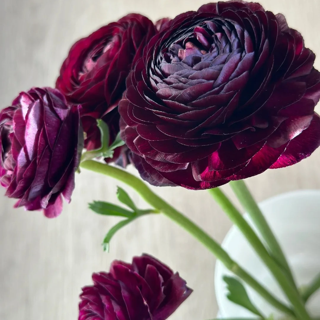 稀有洋牡丹：黑天鹅洋牡丹1扎