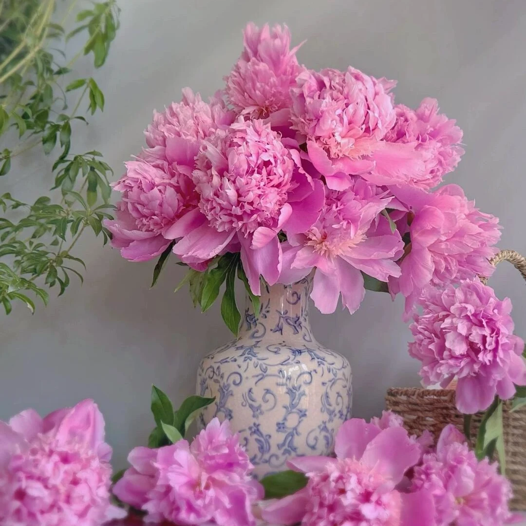 【现货-蓝富士】A级进口粉蓝色系芍药鲜切花 山东菏泽基地直发