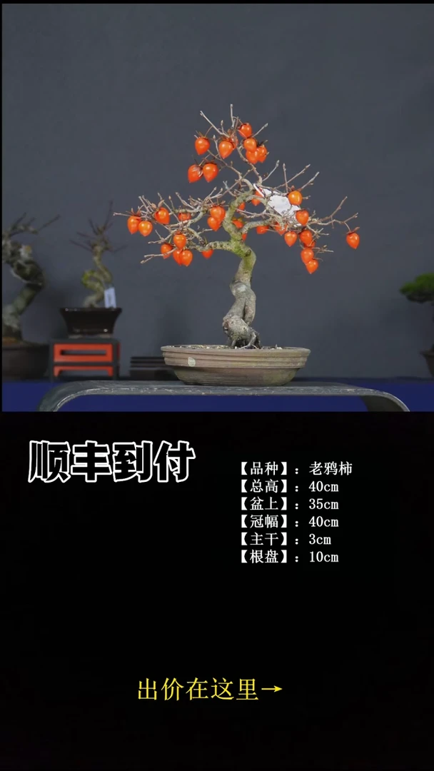 无花朵老鸦柿 不包邮