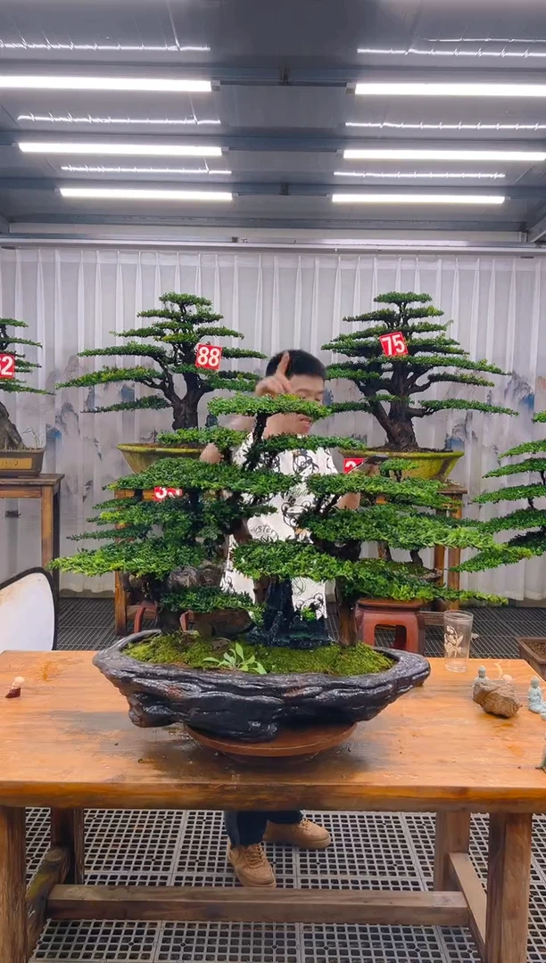 无花朵老*K精品盆景直播间一物一拍