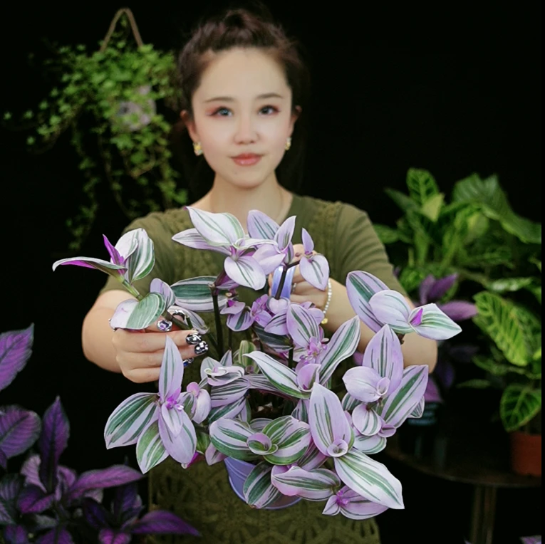 婚礼油画吊兰好养阳台客厅老桩带根带土仙气耐看粉色绿植