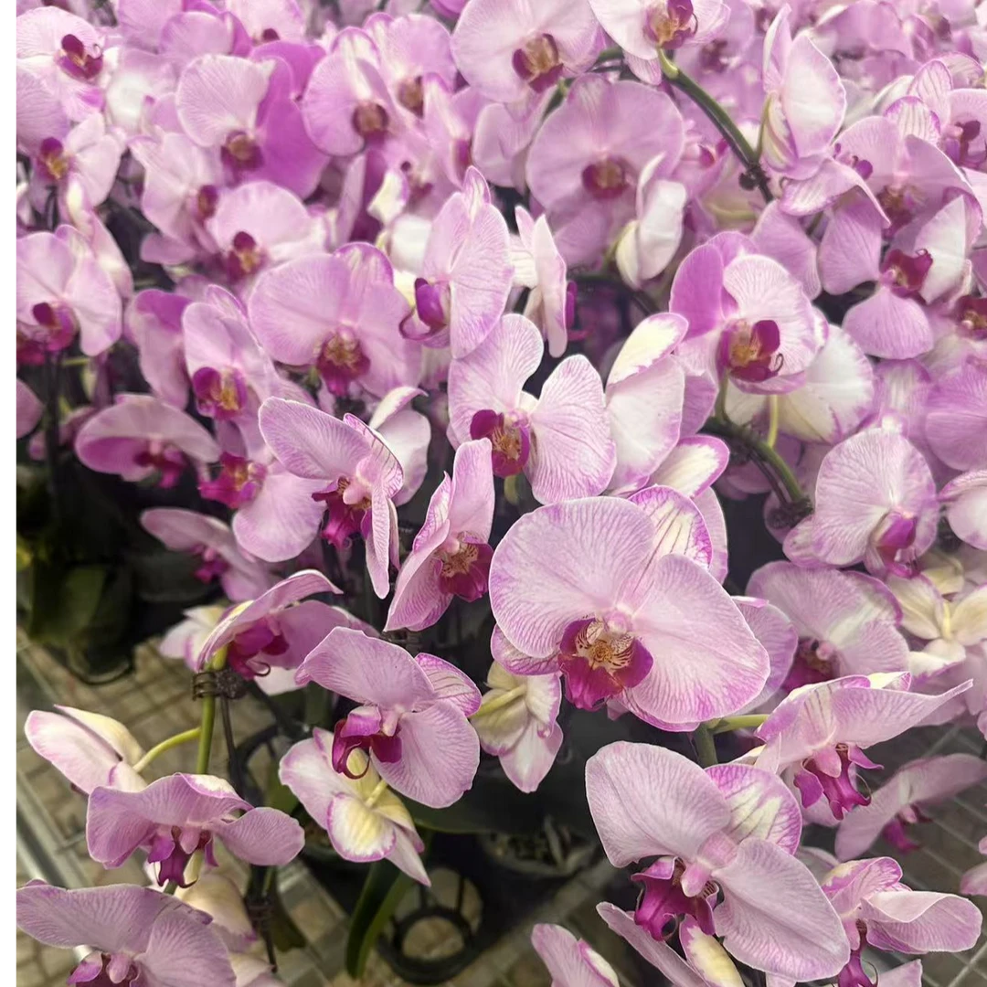 【花之漫】（大叶水蜜桃）3.0 3.5混发单双剑蝴蝶兰居家阳台花卉