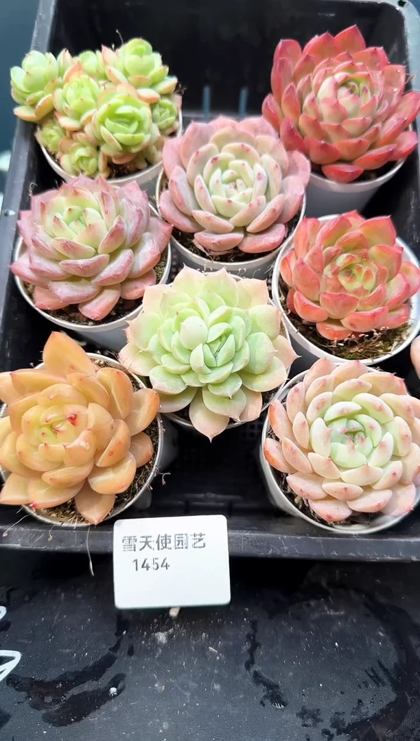 14 54    多肉8 颗