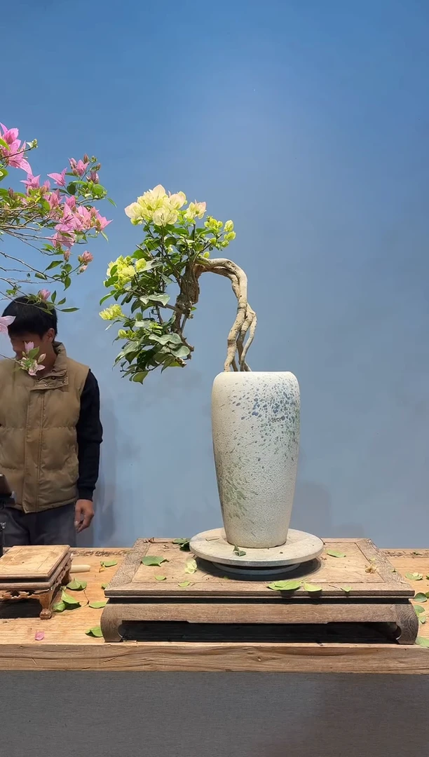 全部花朵游****S三角梅52