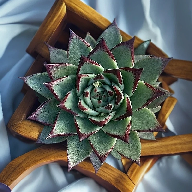 乌木多肉植物生根枝干番杏多肉组合装多肉老桩芦荟落地生根植物