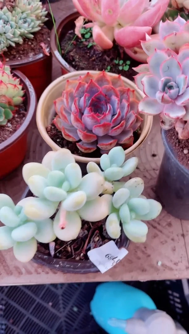 07089多肉植物一物一拍