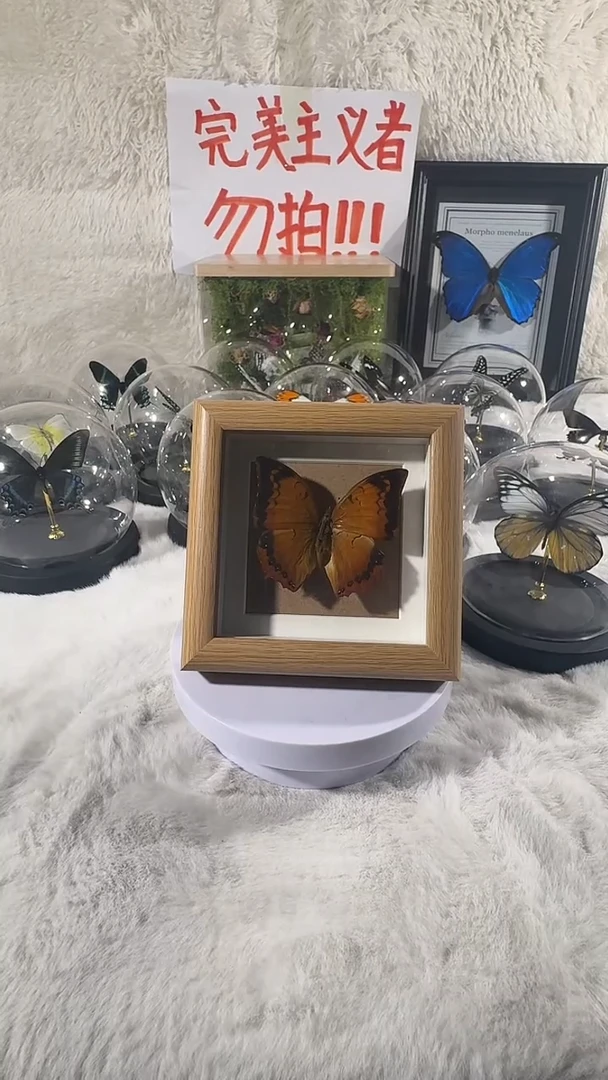 木精致小框    蠹蛱蝶