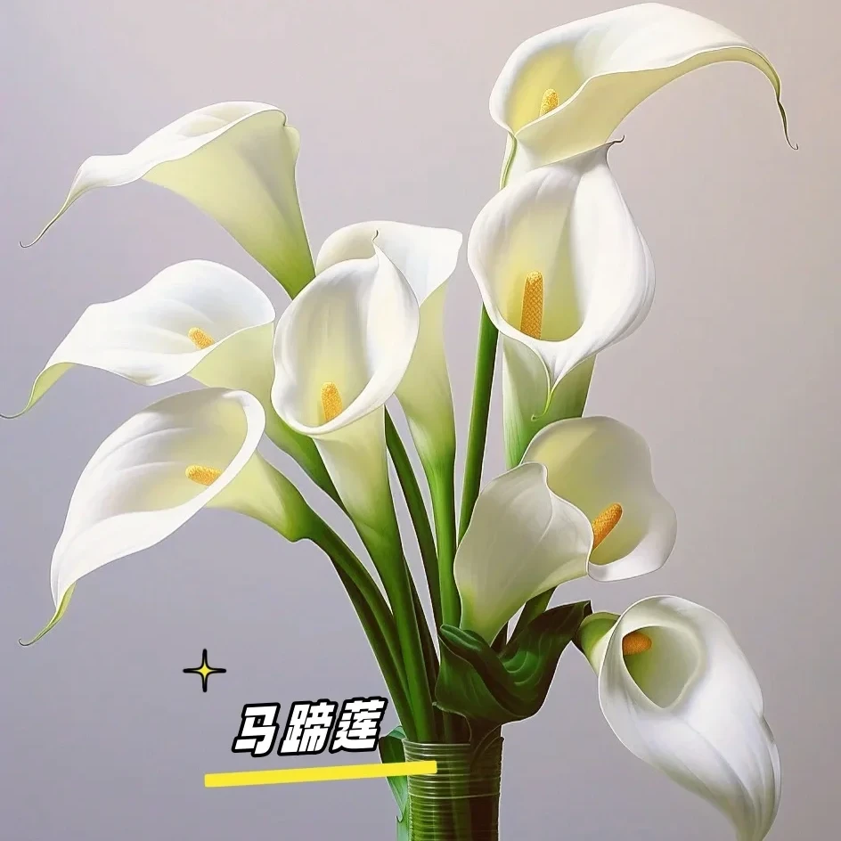 【白色马蹄莲10支】云南新鲜鲜花基地直发全店任意两件升级包邮