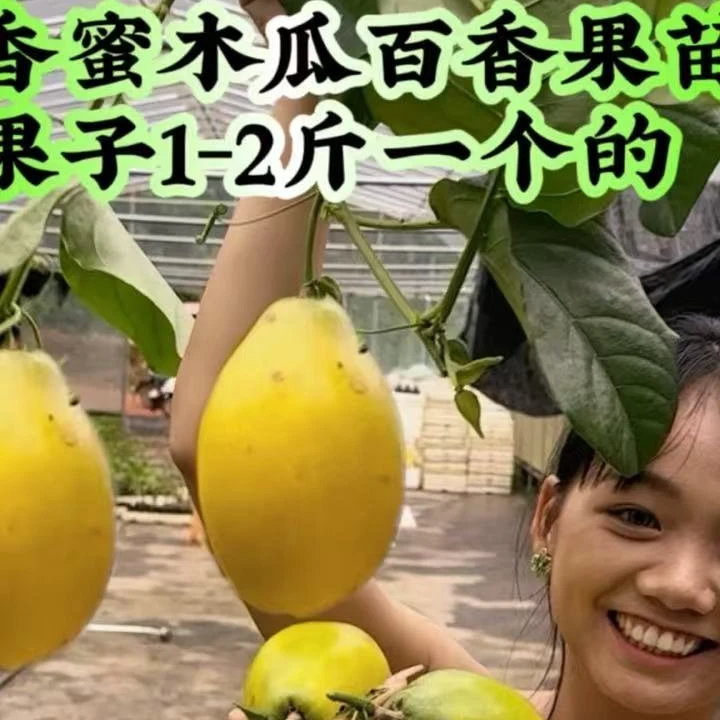 【顺丰包邮】新品种四季结果盆栽地栽甜蜜大果香蜜百香果嫁接苗