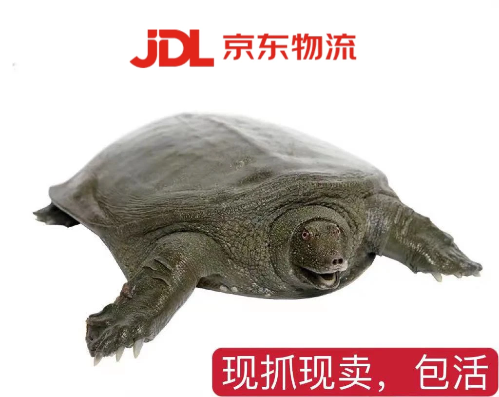 (乐乐专属)3号汉寿生态鲜活食用甲鱼青黑背外塘放养中华鳖