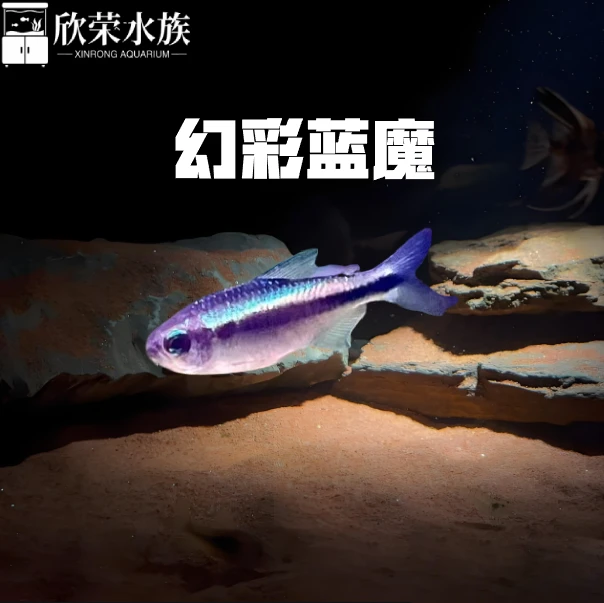 幻彩蓝魔灯鱼高端稀有品种热带观赏鱼小型灯科鱼水草缸群游鱼活体