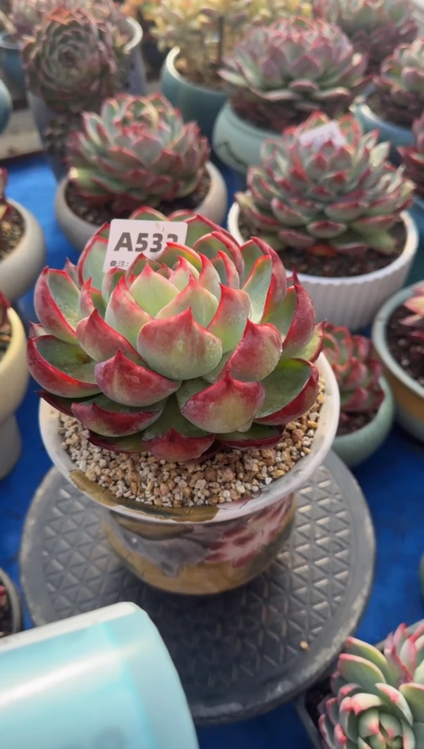 【闪购商品】A532惊鸿仙子（裸根发货）