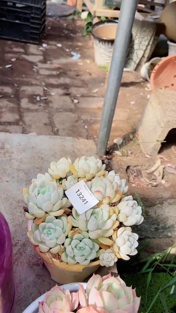 【闪购商品】13241