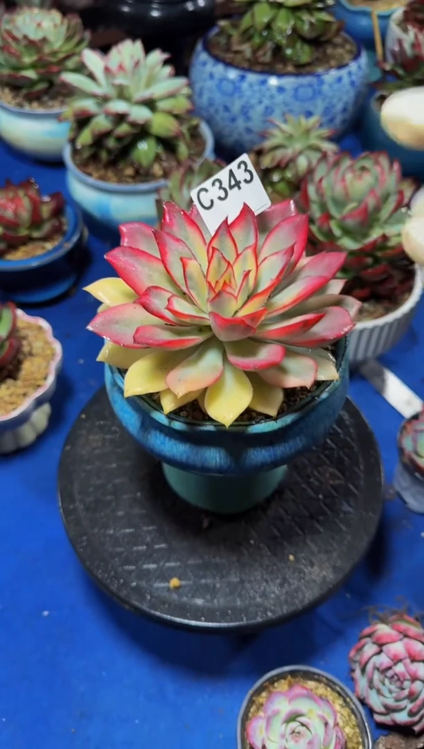 C343月光女神锦---