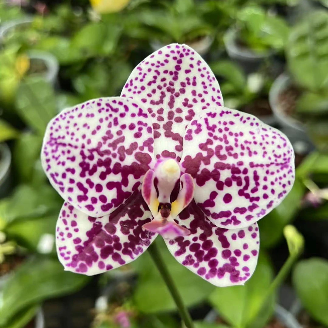 花农杰哥原生种蝴蝶兰直播用 AMM128