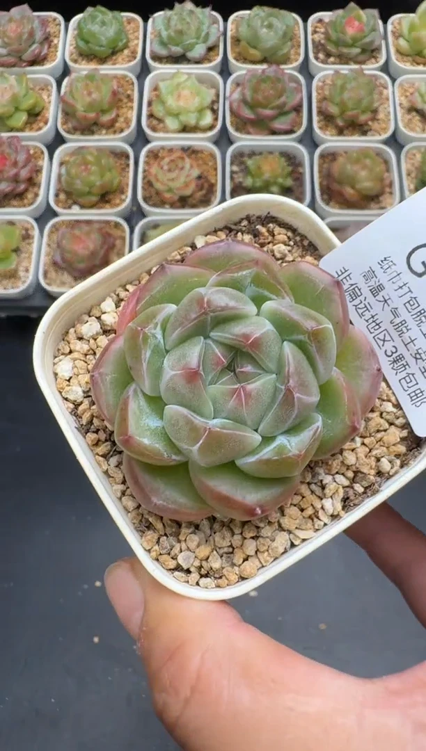 183G云禹多肉植物 脱土纸巾打包 3颗包邮